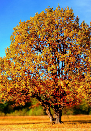 Automne Réserver Activité Béarn Pyrénées 