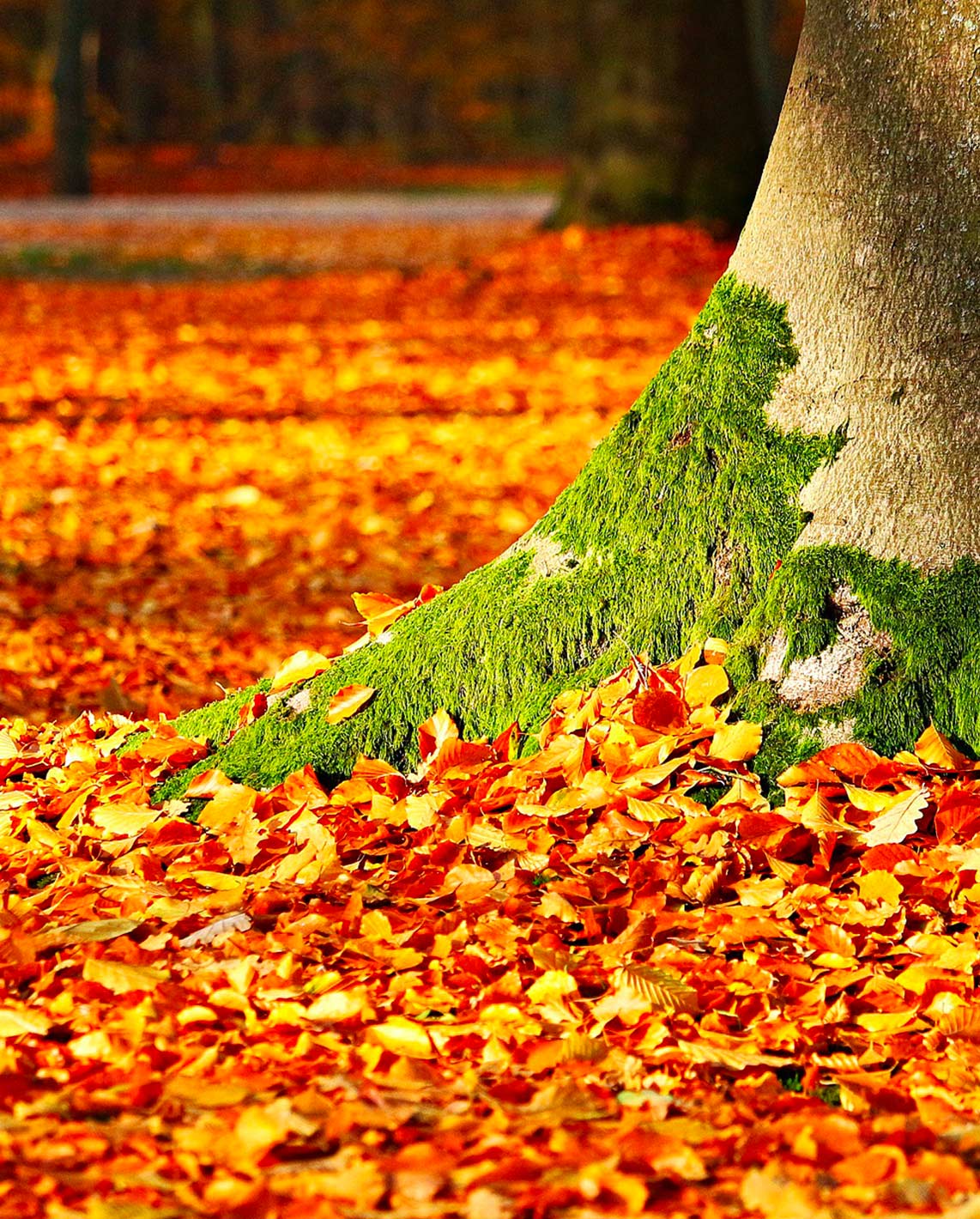 bearn en automne