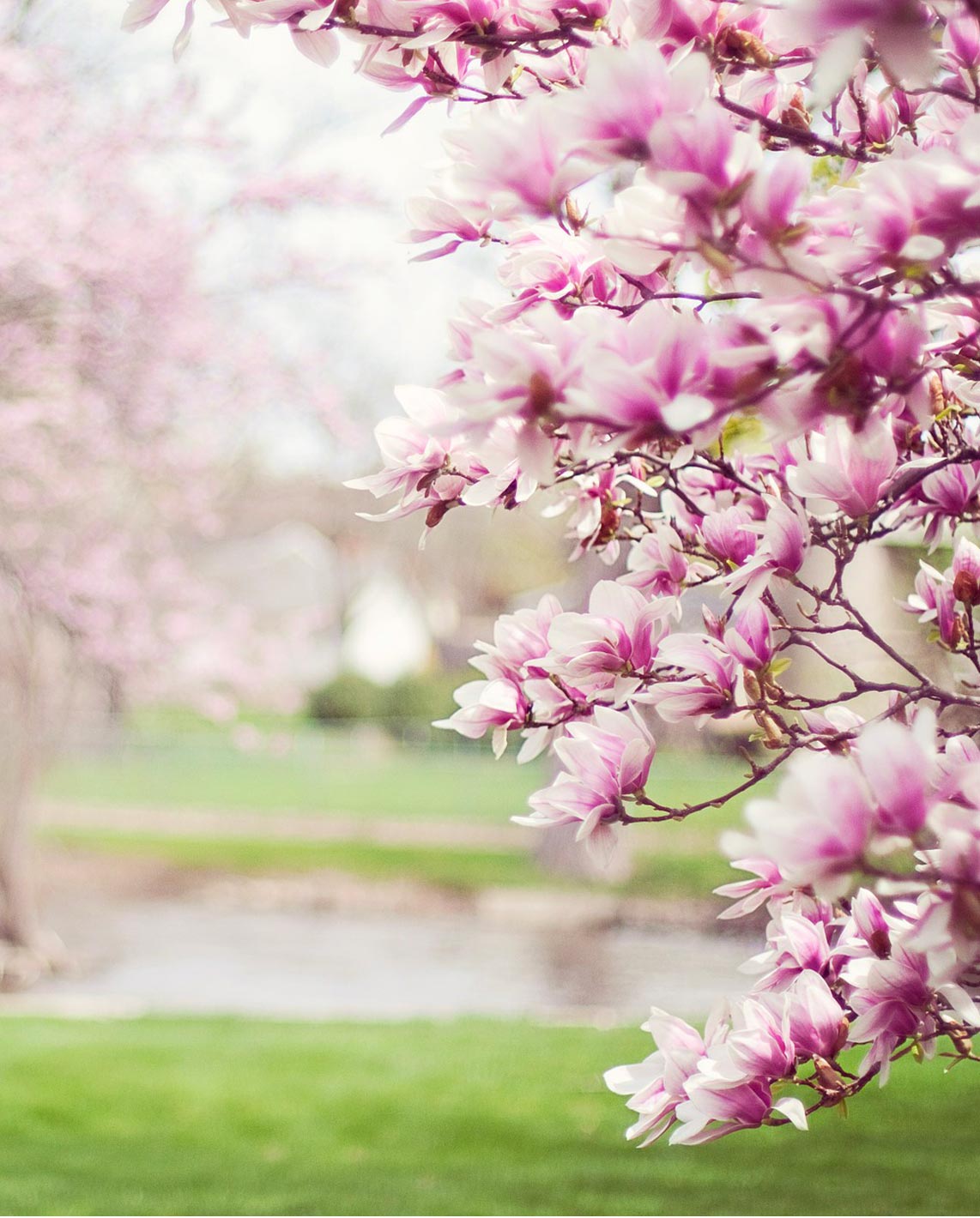 bearn au printemps